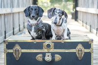 201804202robertasaphotography.zenfoliodogs1