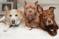 20190208Grinerdogs220199