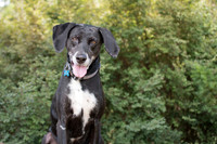 20180804GCSPCA8201815